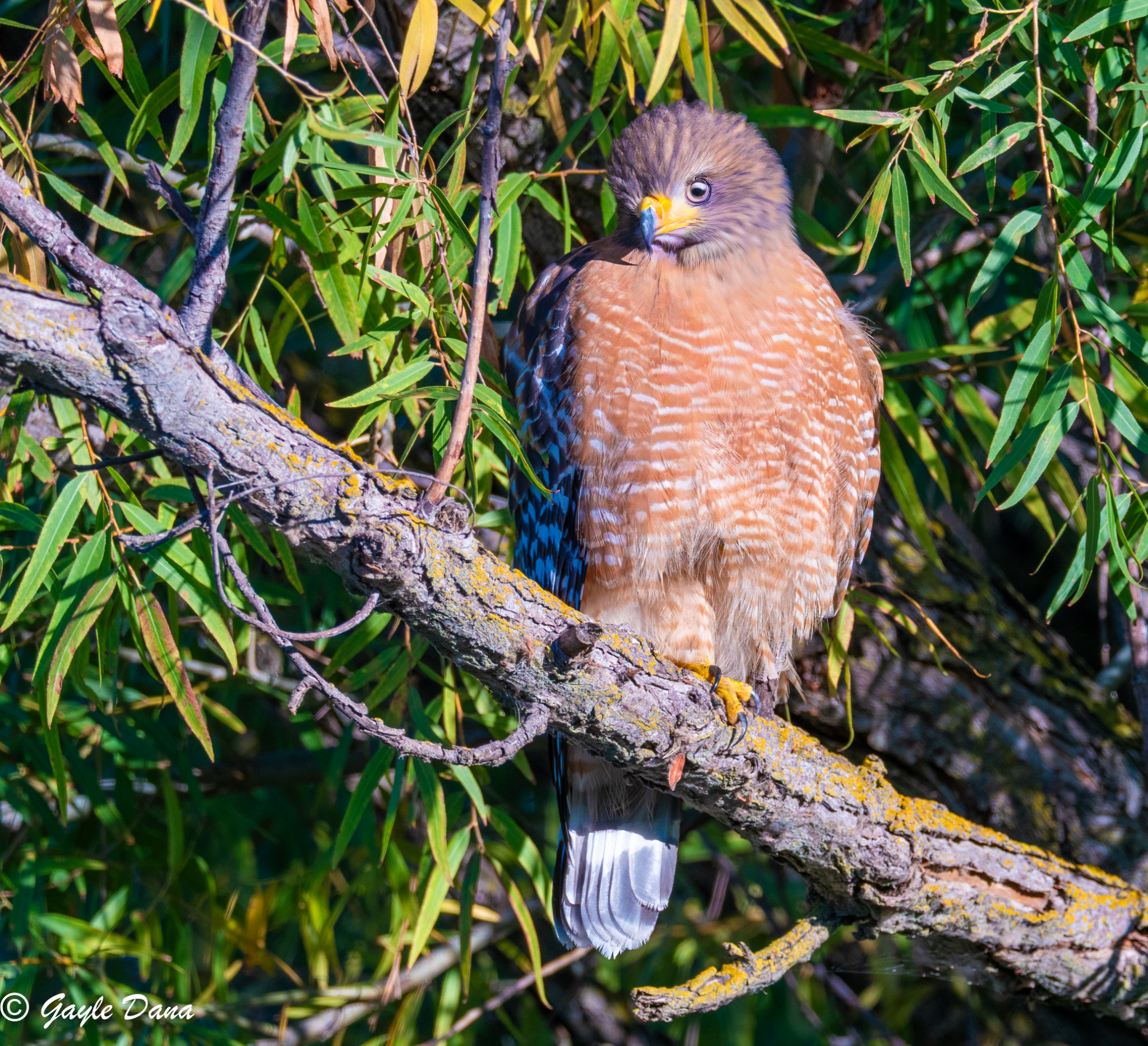 Red shouldered Hawk 1
